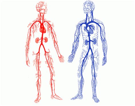 insan vücudundaki damarların uzunluğu kaç km